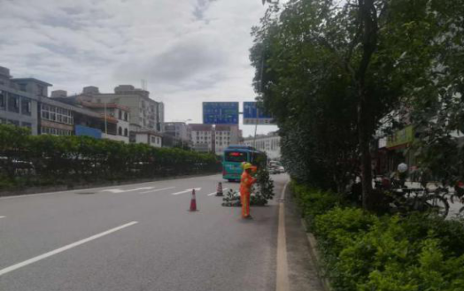 2.吉华路修剪遮挡交通标志树木1.png
